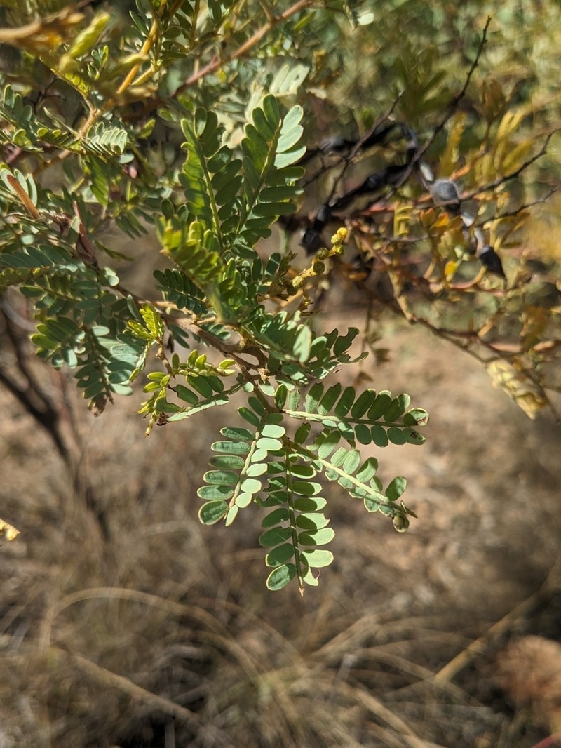Acacia polybotrya photo 7