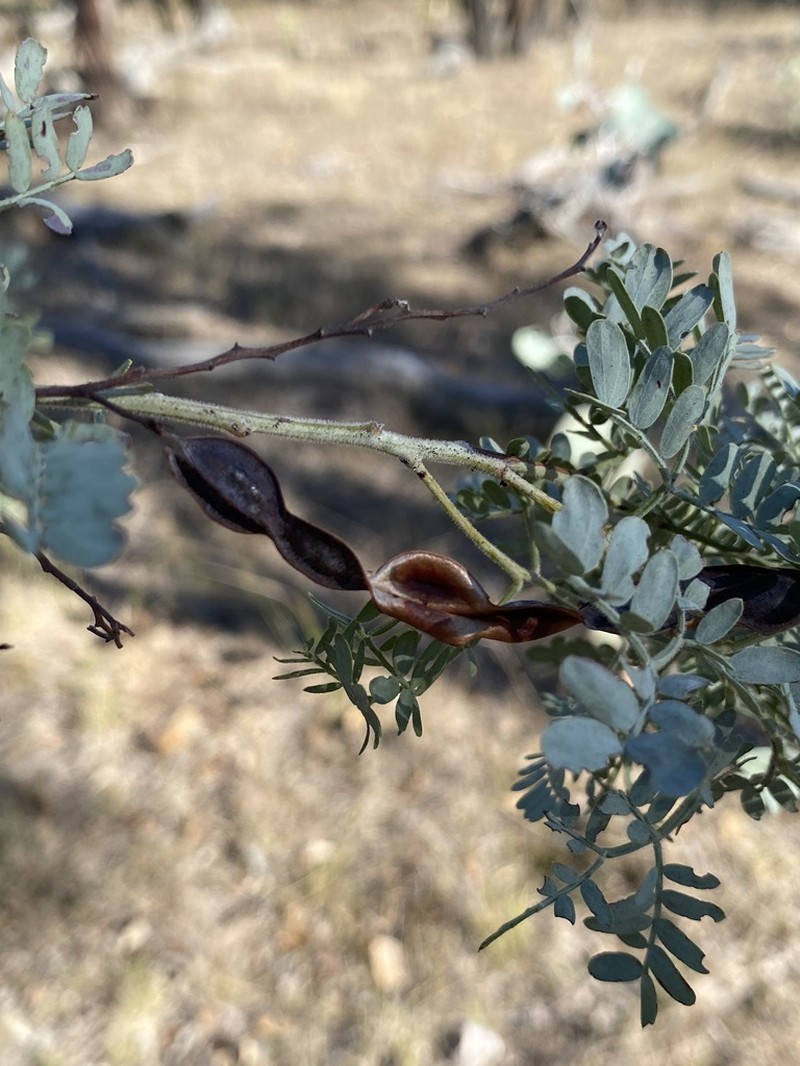 Acacia polybotrya photo 8