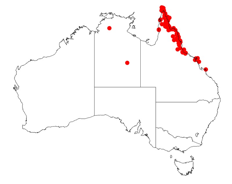 Acacia polystachya