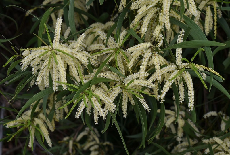 Acacia polystachya photo 3
