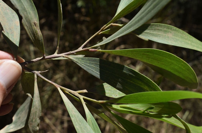 Acacia polystachya photo 4