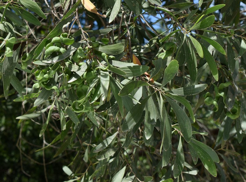 Acacia polystachya photo 5