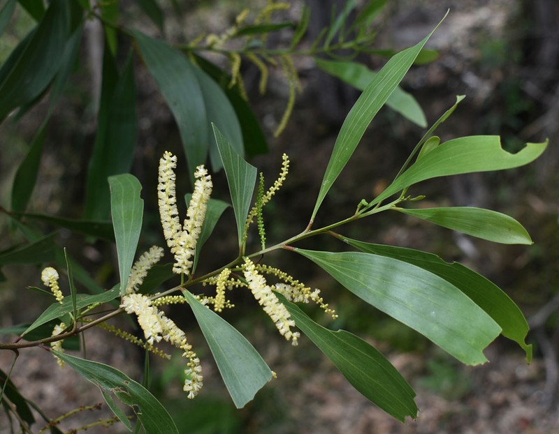 Acacia polystachya photo 6