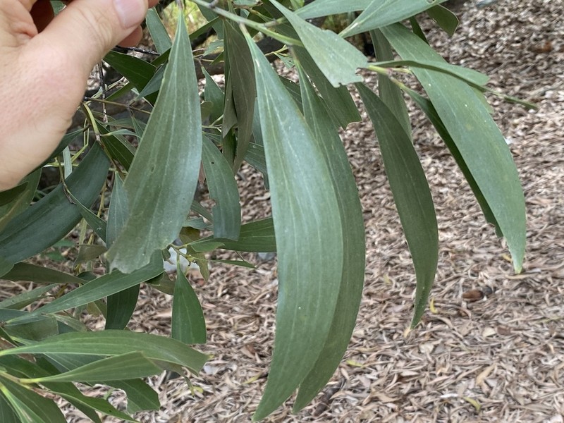 Acacia polystachya photo 8