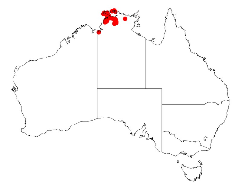 Acacia praelongata