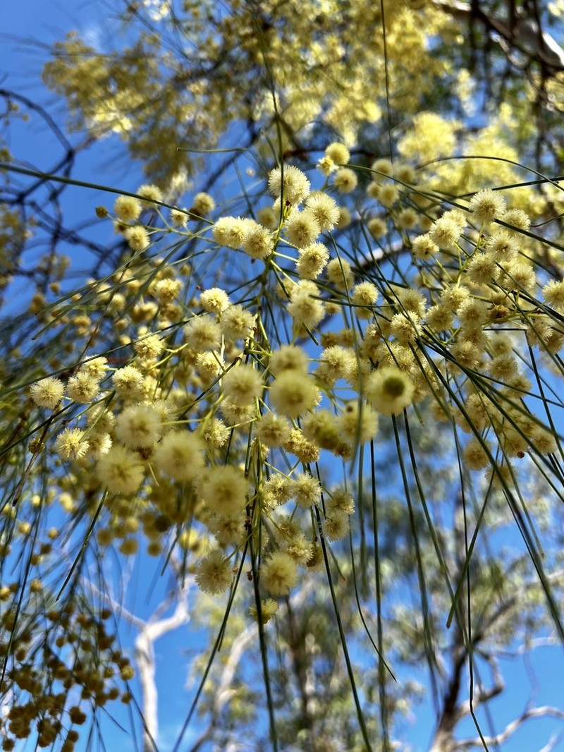 Acacia praelongata photo 2