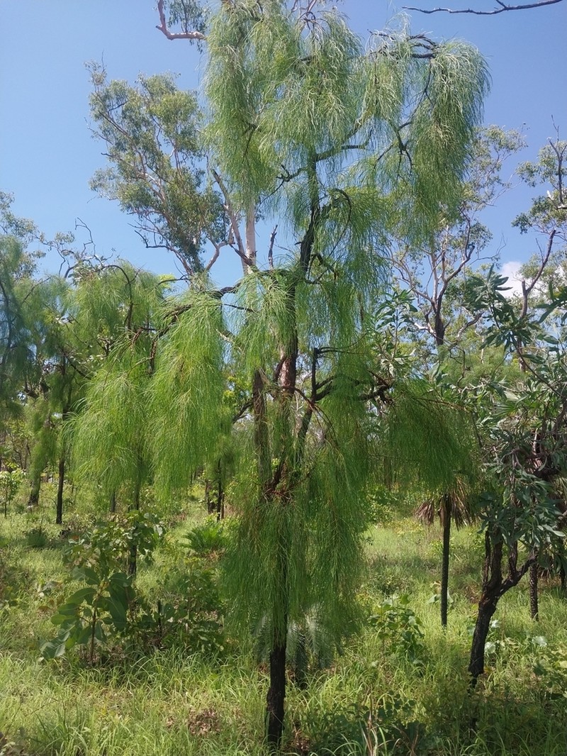 Acacia praelongata photo 3