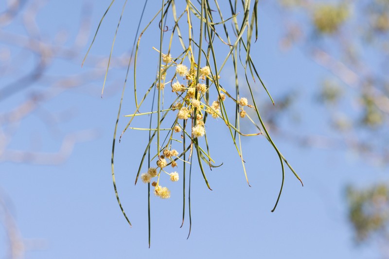 Acacia praelongata photo 4