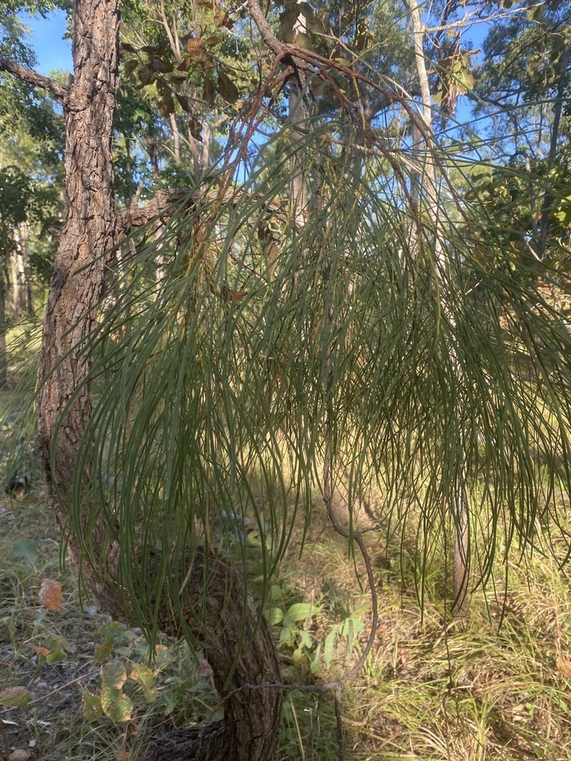 Acacia praelongata photo 5