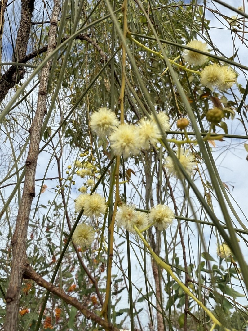 Acacia praelongata photo 6