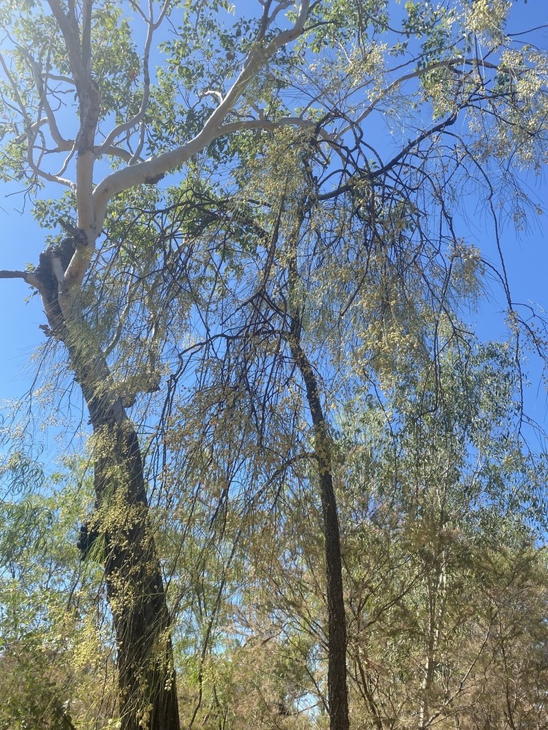 Acacia praelongata photo 7