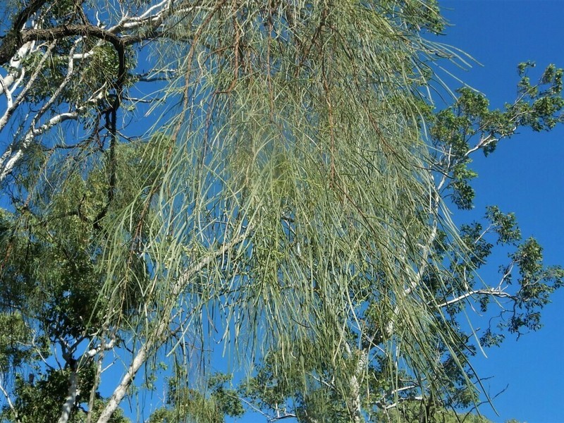 Acacia praelongata photo 8