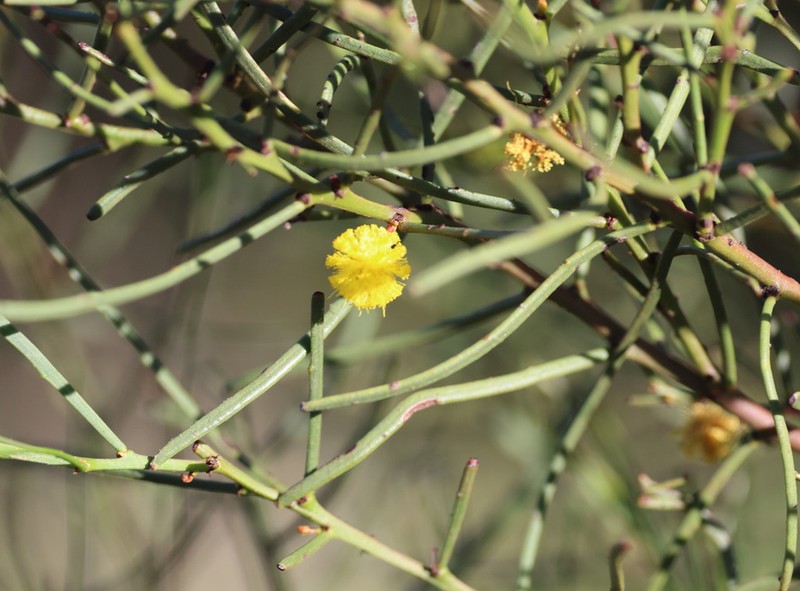 Acacia praemorsa photo 2