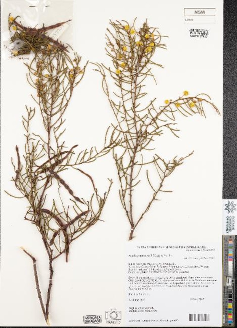 Acacia praemorsa photo 3