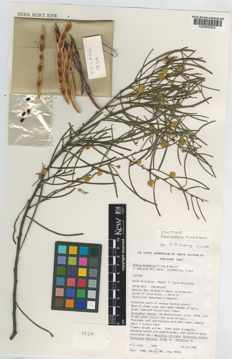 Acacia praemorsa photo 4