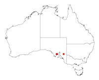 Acacia praemorsa