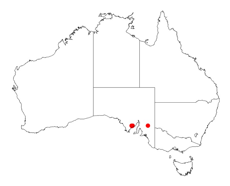 Acacia praemorsa