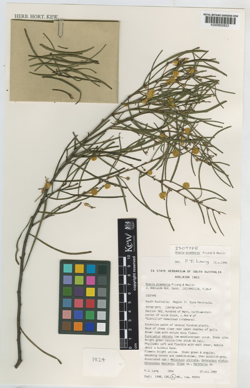 Acacia praemorsa photo 2
