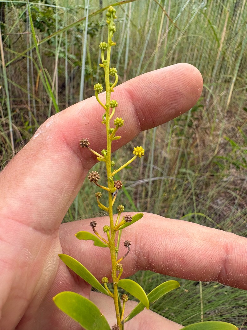Acacia praetermissa photo 3