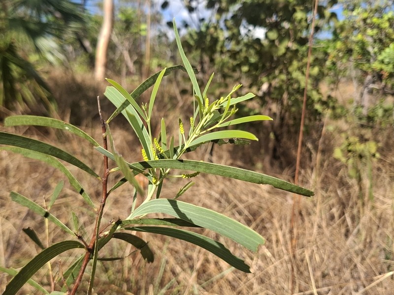 Acacia praetermissa photo 4