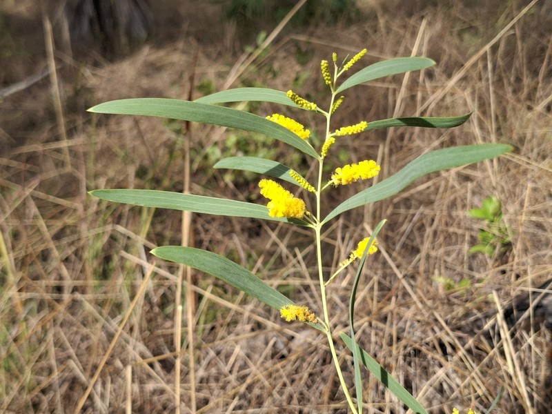 Acacia praetermissa photo 6