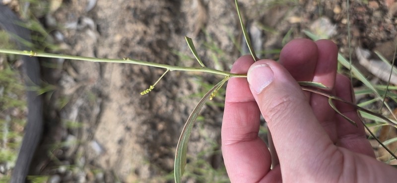 Acacia praetermissa photo 7