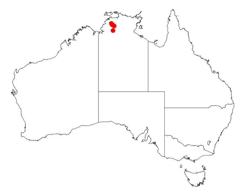 Acacia praetermissa