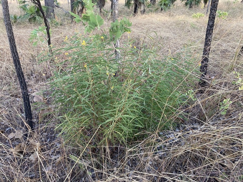 Acacia praetermissa photo 2