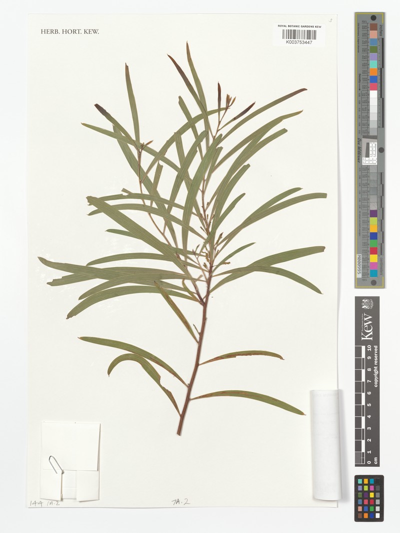 Acacia praetermissa photo 3
