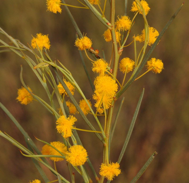 Acacia prainii photo 5