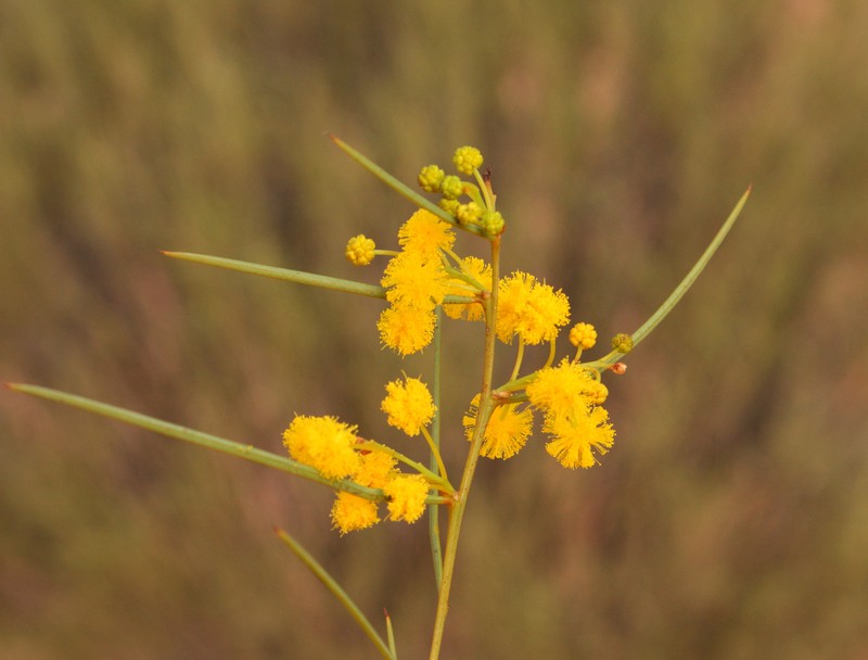 Acacia prainii photo 6