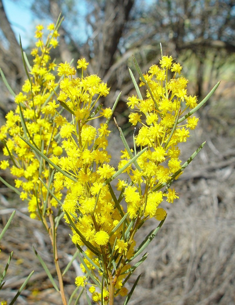 Acacia prainii photo 7