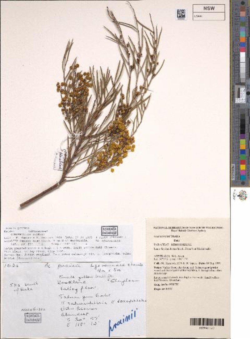 Acacia prainii photo 8