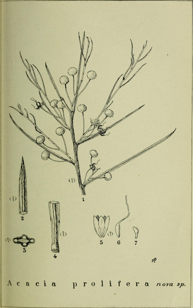 Acacia prainii