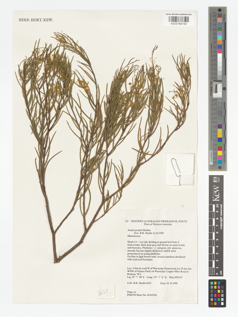 Acacia prainii photo 2