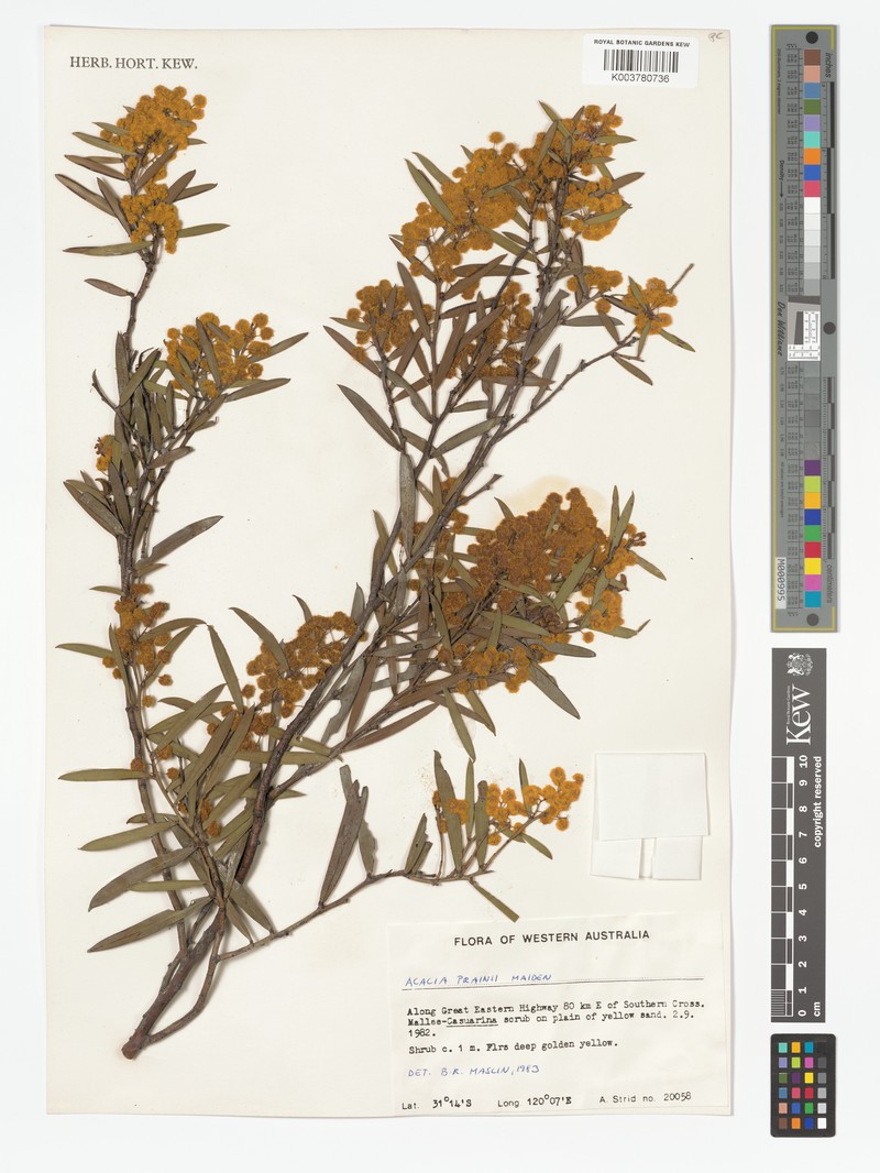 Acacia prainii photo 3