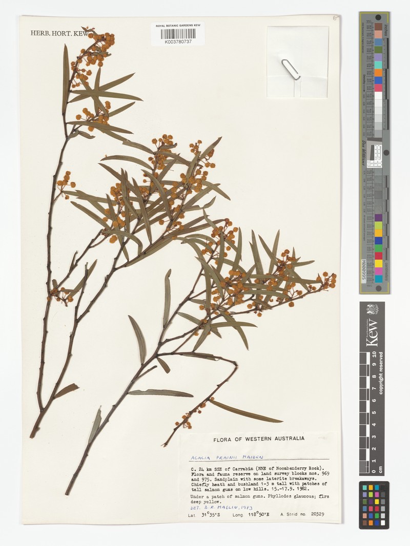 Acacia prainii photo 4