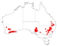 Acacia pravifolia
