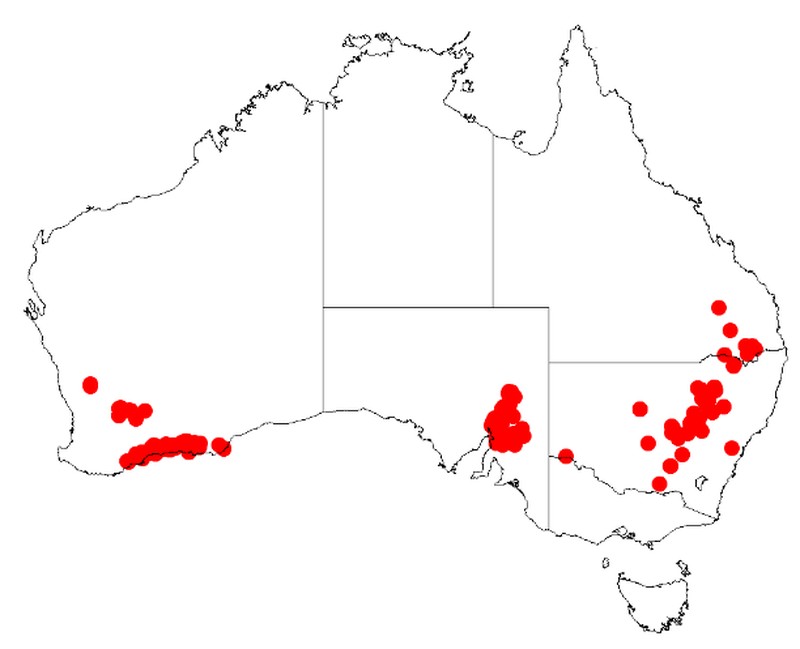 Acacia pravifolia