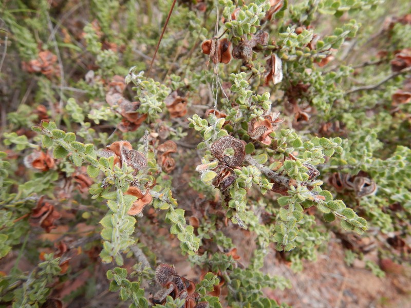 Acacia pravifolia photo 2
