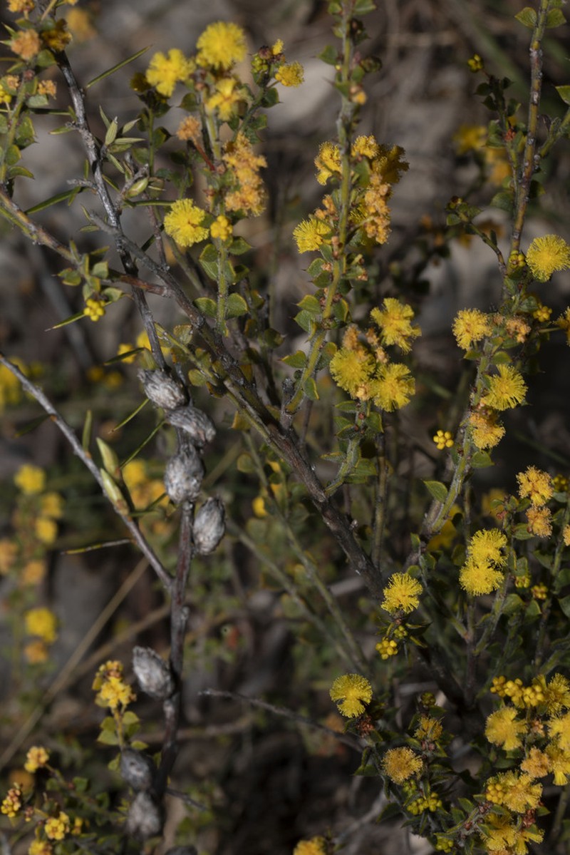Acacia pravifolia photo 3