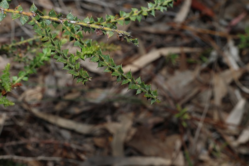 Acacia pravifolia photo 4