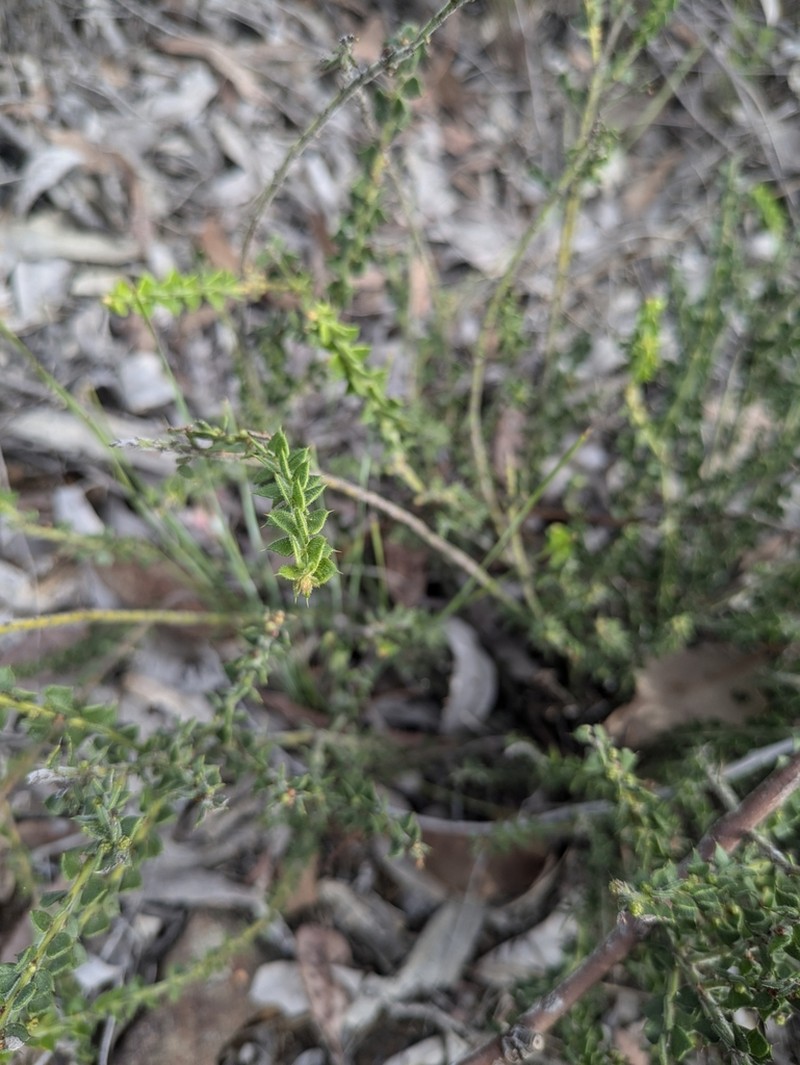 Acacia pravifolia photo 5