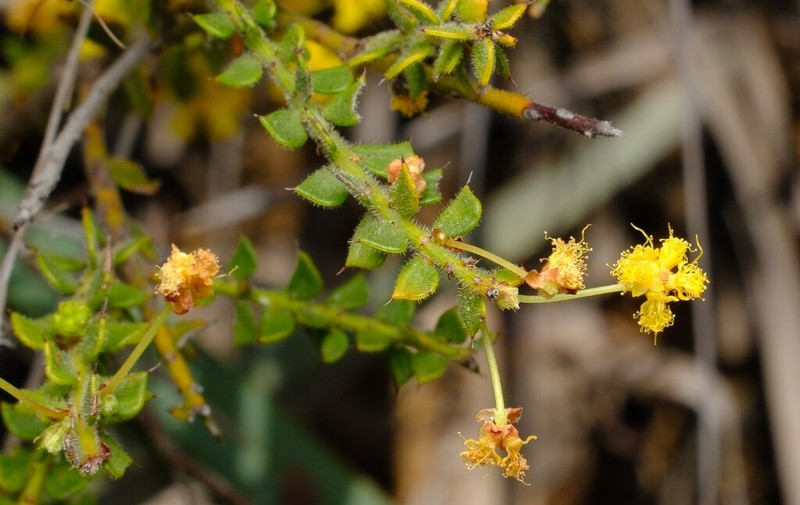 Acacia pravifolia photo 6