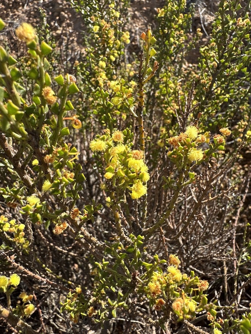 Acacia pravifolia photo 7