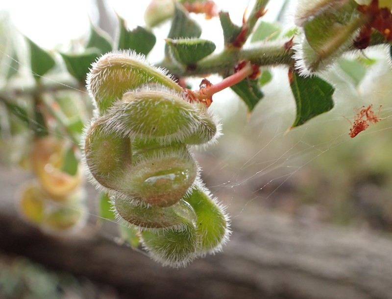 Acacia pravifolia photo 8