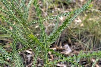 Wedge-Leaf Wattle
