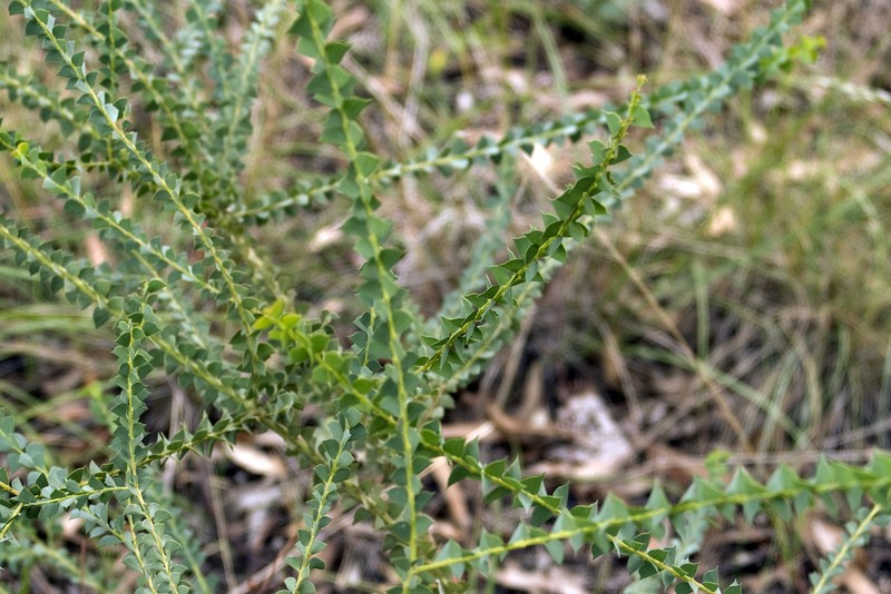 Wedge-Leaf Wattle