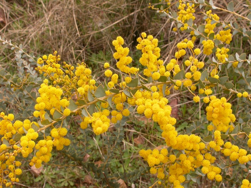 Wedge-Leaf Wattle photo 2