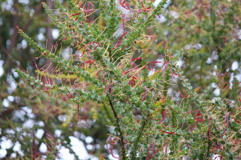 Wedge-Leaf Wattle photo 3